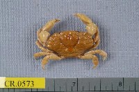 藏品(印痕新扇蟹)的圖片